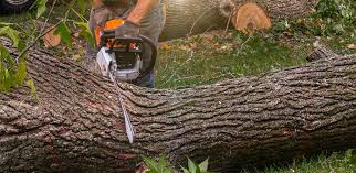 Best Lot and Land Clearing  in La Villa, TX