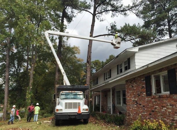 Best Tree Removal  in La Villa, TX