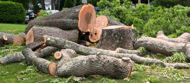 How Our Tree Care Process Works  in  La Villa, TX
